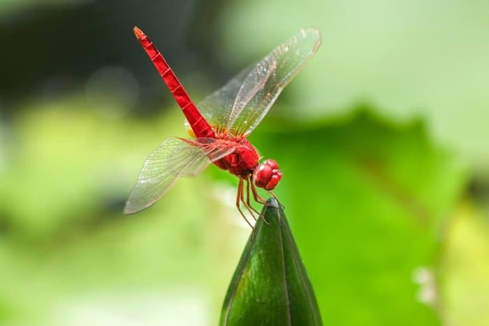impresionante foto de una libélula roja en una hoja - bellas imágenes de libélulas