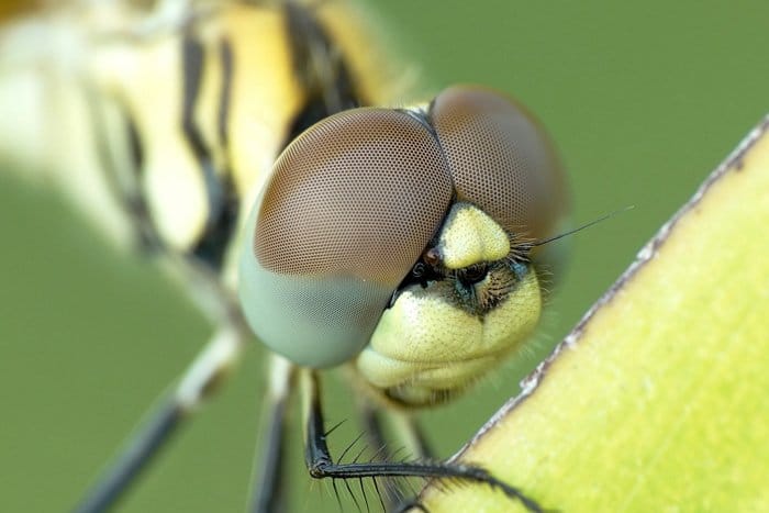 impresionante foto macro de una cara de libélula