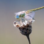 impresionante foto de cerca de una libélula en una flor