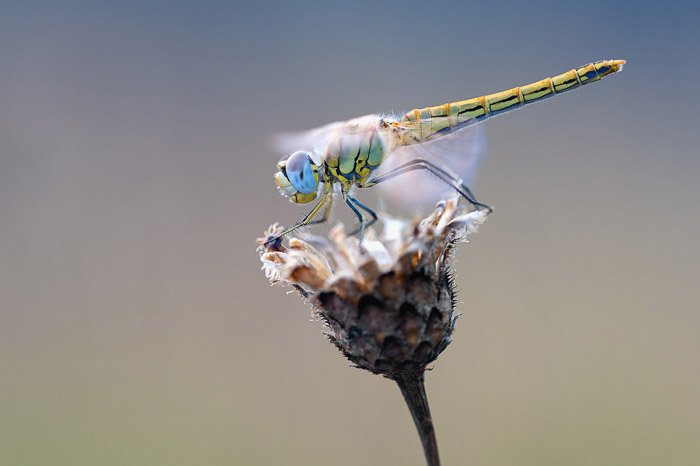 impresionante foto de cerca de una libélula en una flor