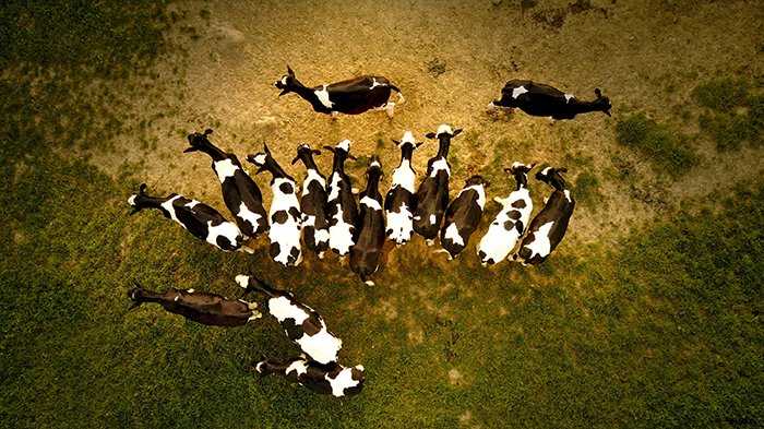 Una foto de dron de cabras agrupándose