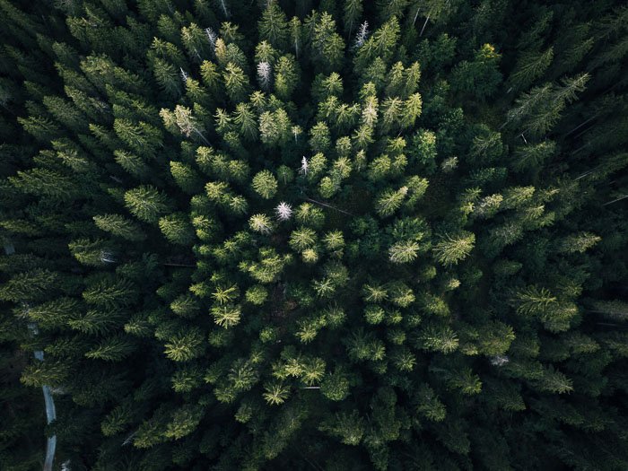 Toma aérea de un bosque de árboles verdes