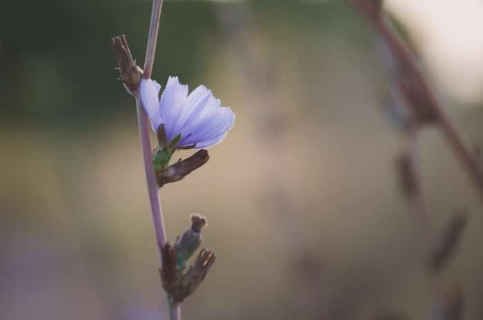 Una foto de una flor morada con fondo borroso
