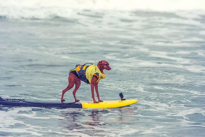 Un lindo retrato de mascota de un perro en una tabla de surf