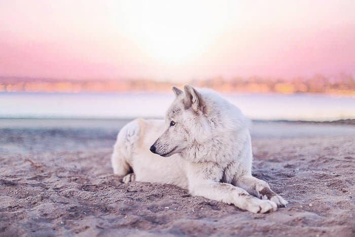 Un lindo retrato de mascota de un perro en una playa