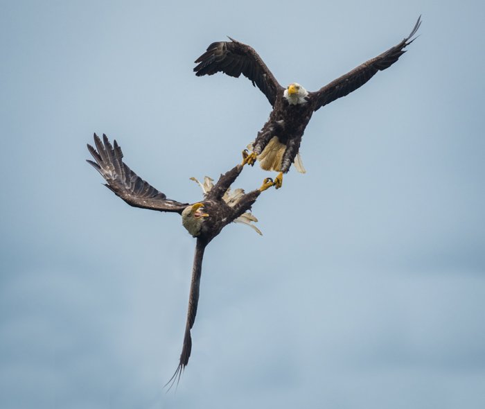 Dos águilas macho peleando