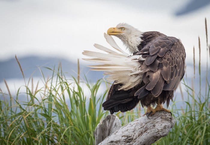 Imagen de un águila descansando sobre una rama
