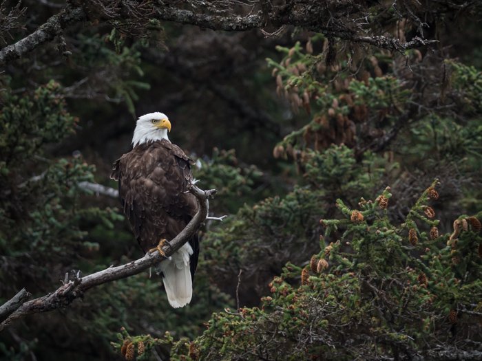 Una foto de águila calva descansando en una rama