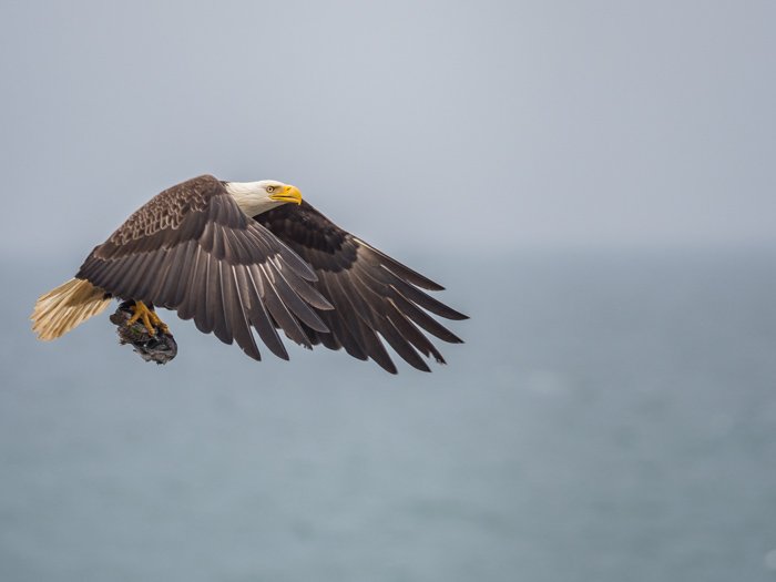 Un águila calva en vuelo