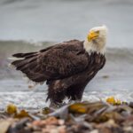 Águila calva en la orilla del mar