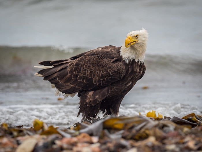 Águila calva en la orilla del mar