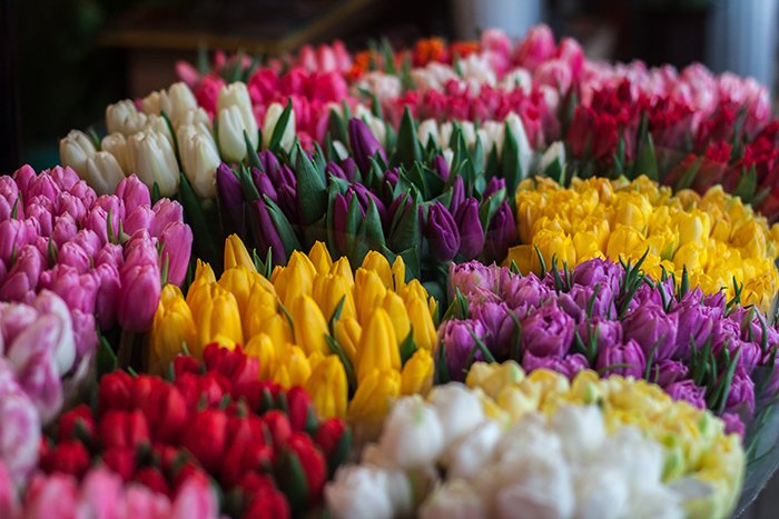 Racimos de tulipanes de diferentes colores - Consejos de fotografía de flores de Pascua