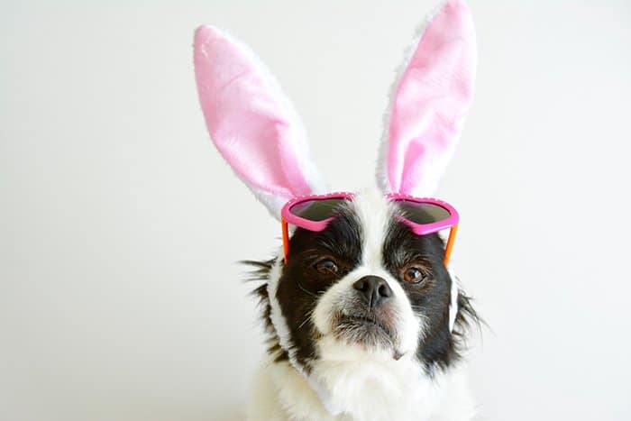 Un lindo retrato de mascota de un perro pequeño con orejas de conejo rosas y gafas de sol - fotos divertidas de Pascua