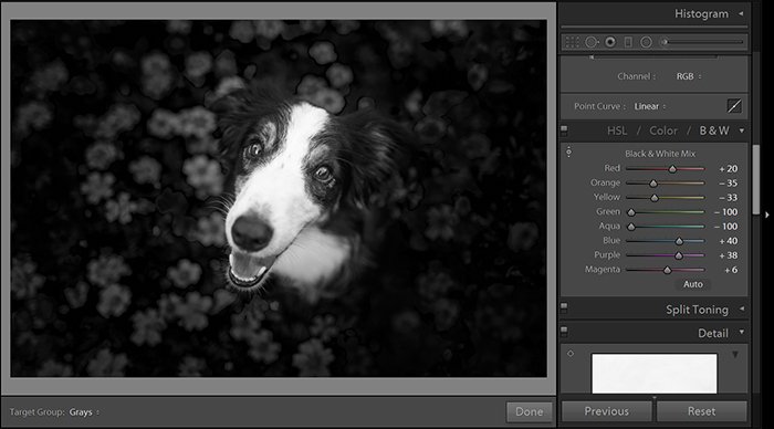 Captura de pantalla de edición de fotos en blanco y negro en Lightroom