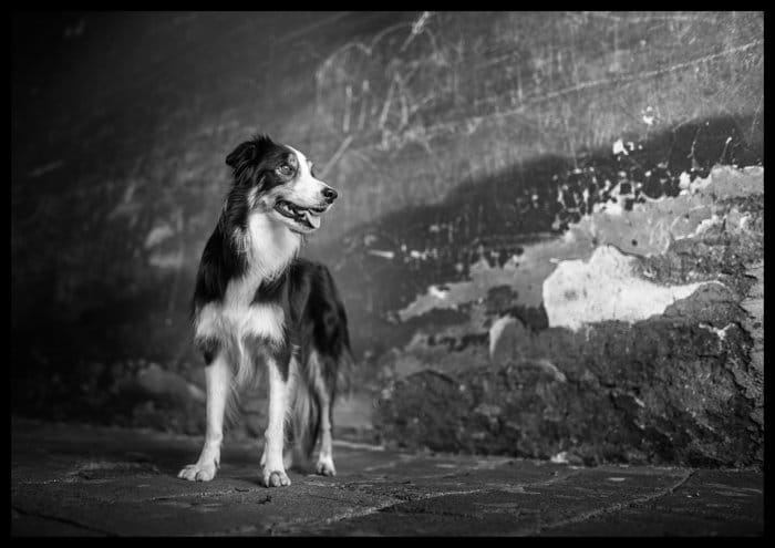   foto en blanco y negro de un perro