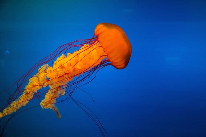 una medusa de colores vibrantes bajo el agua