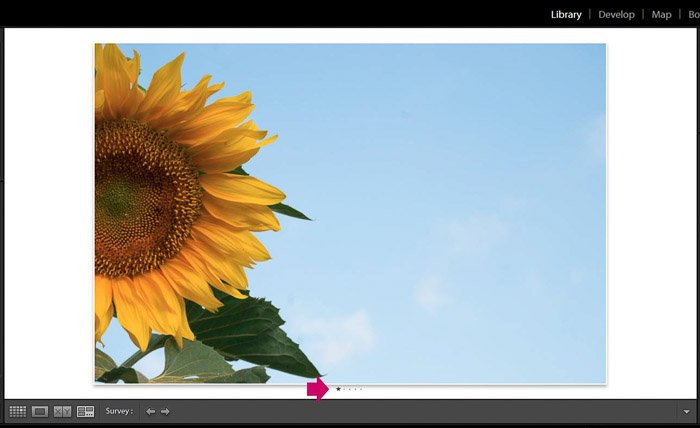 Captura de pantalla de Adobe Lightroom editando fotografía de flores - Modos de vista de edición de Lightroom