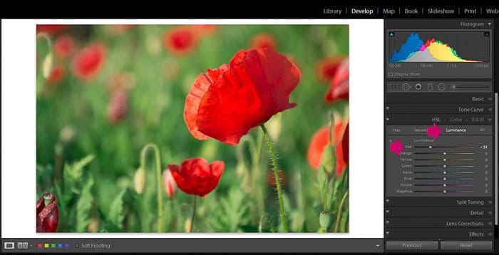 Captura de pantalla de Adobe Lightroom editando fotografía de flores - Vista de edición de Lightroom - luminancia