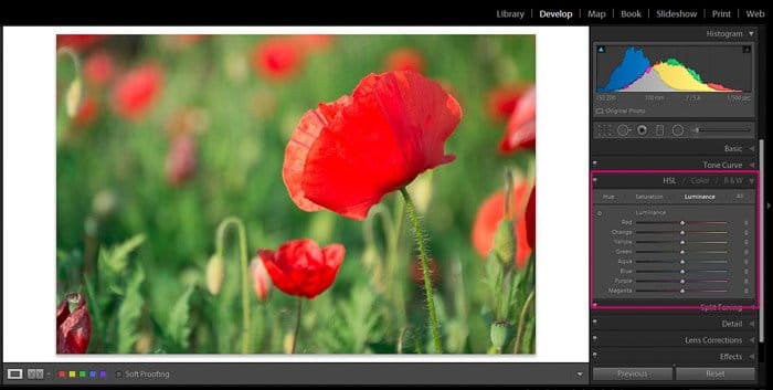 Captura de pantalla de Adobe Lightroom editando fotografía de flores - Lightroom editando consejos de color