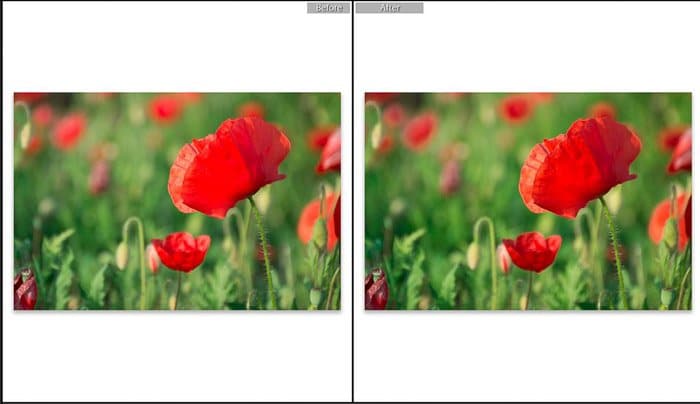 Captura de pantalla de Adobe Lightroom editando fotografía de flores - Modos de vista de edición de Lightroom - antes y después de la toma
