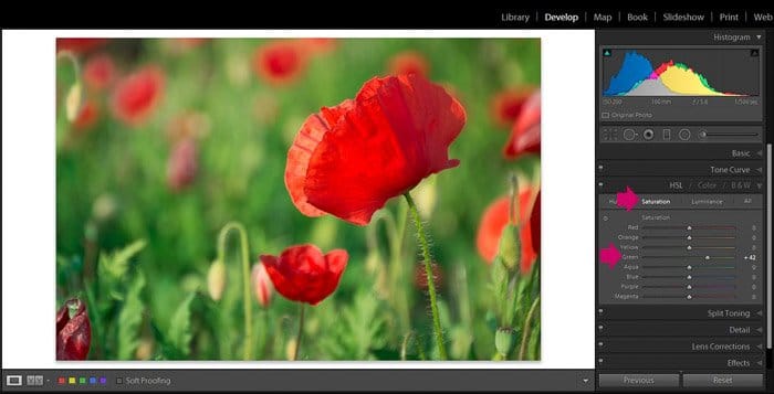 Captura de pantalla de Adobe Lightroom editando fotografía de flores - Consejos de edición de Lightroom - saturación