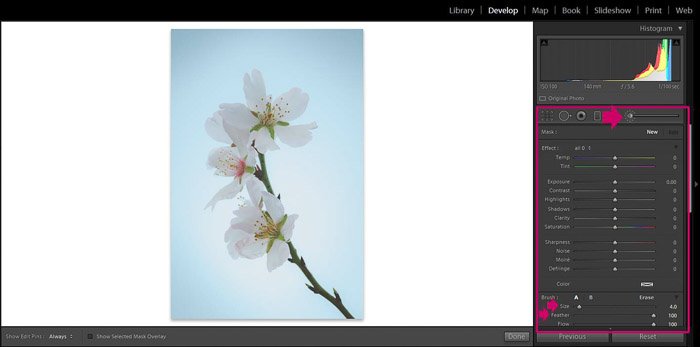 Captura de pantalla de Adobe Lightroom editando fotografía de flores - Modos de vista de edición de Lightroom - pincel de claridad