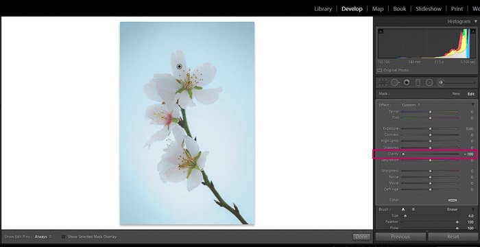 Screenshot of Adobe Lightroom editing flower photography - Lightroom clarity brush decrease