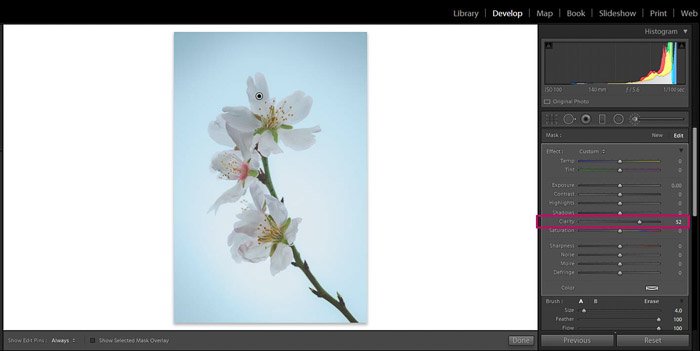Screenshot of Adobe Lightroom editing flower photography - Lightroom clarity brush increase