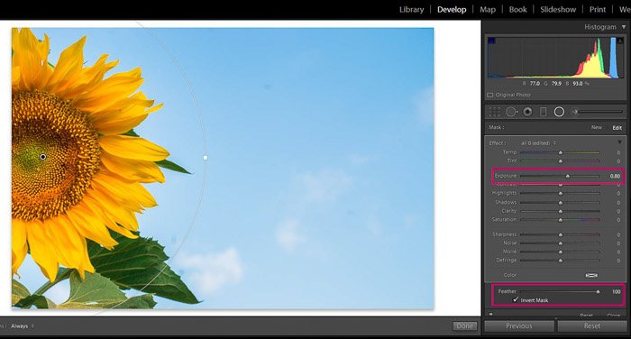 Screenshot of Adobe Lightroom editing flower photography - Radial filter increase exposure on Lightroom