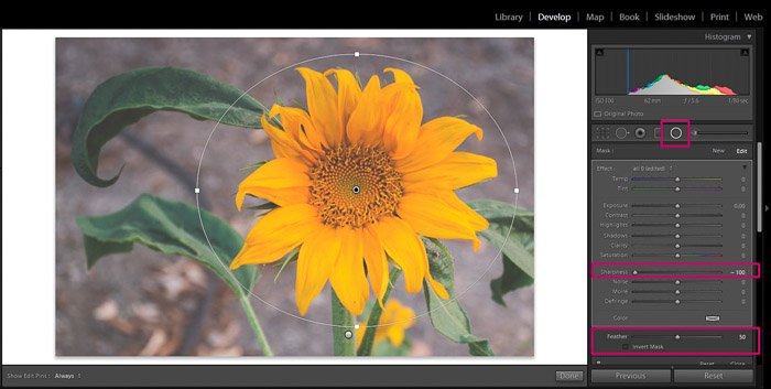 Screenshot of Adobe Lightroom editing flower photography - Lightroom editing blurry background