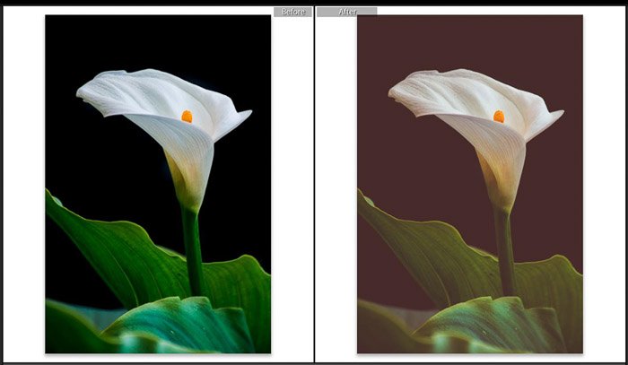 Screenshot of Adobe Lightroom split toning before and after shot of editing flower photography