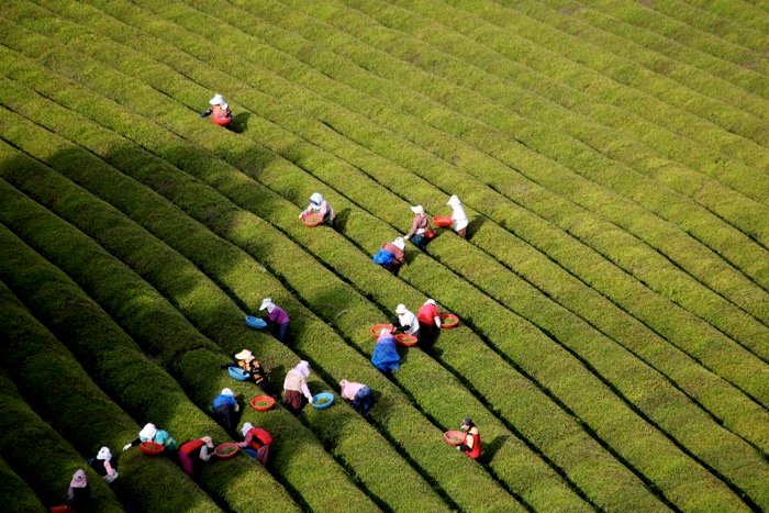 Vista aérea de los agricultores que trabajan en los campos - accesorios de fotografía de viajes