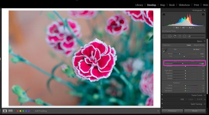 Una captura de pantalla que muestra una imagen sobreexpuesta de una flor rosa en Lightroom