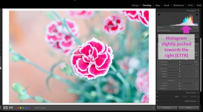 Una captura de pantalla que muestra una imagen sobreexpuesta de una flor rosa en Lightroom