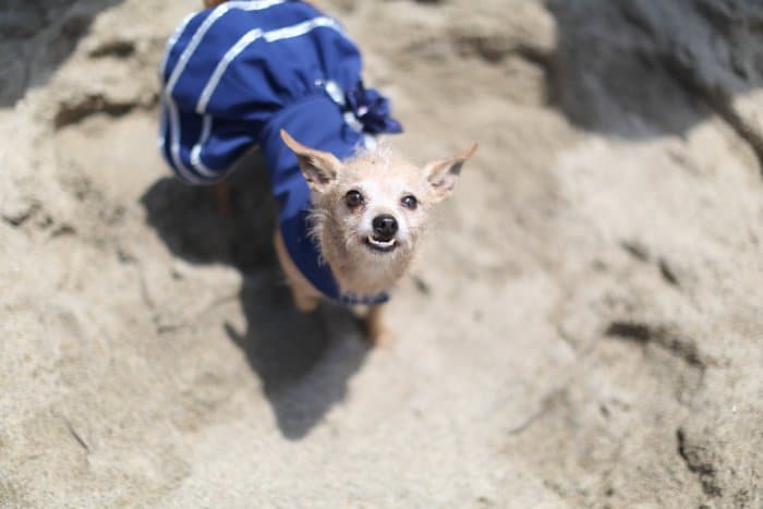 Lindo retrato de mascota de un perro pequeño con un vestido azul mirando a la cámara - consejos de fotografía de eventos