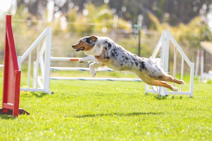 Un perro saltando en el aire en un evento de agilidad