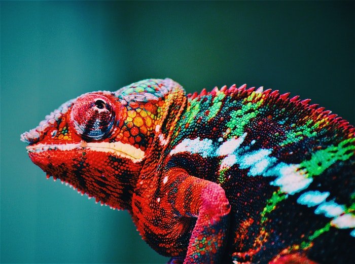 Un camaleón colorido