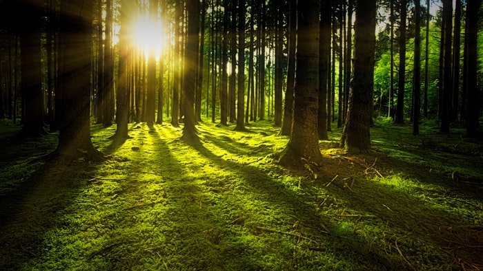 luz del sol brillando a través de los árboles en un bosque