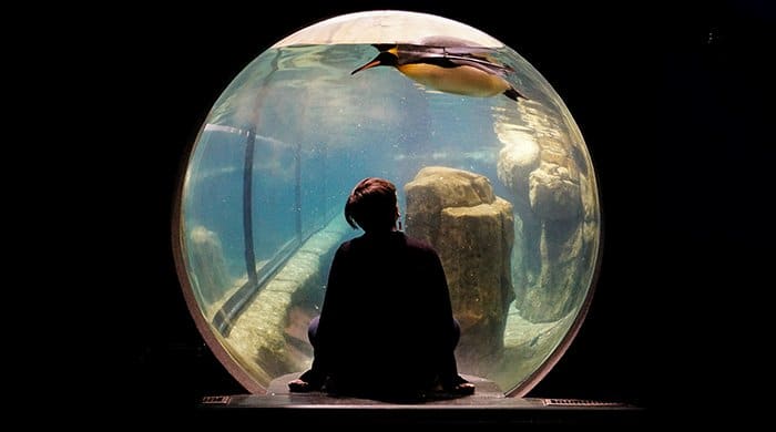 Una niña en un acuario de espaldas a la cámara.