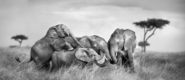 Cuatro elefantes tumbados por la fotógrafa de vida salvaje Marina Cano