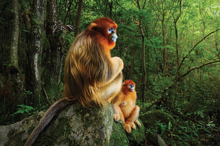 El mono de nariz chata de Yunnan en peligro de extinción