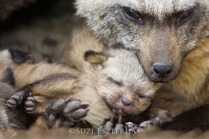 Una madre abrazando a un bebé lobo por la fotógrafa de naturaleza Suzi Eszterhas