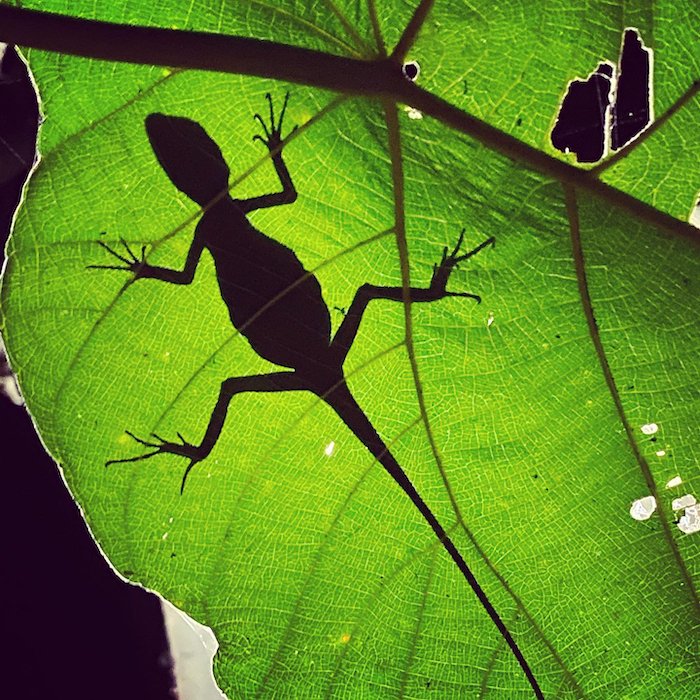 Silueta de un lagarto en una hoja por el fotógrafo de vida salvaje Sandesh Kadur