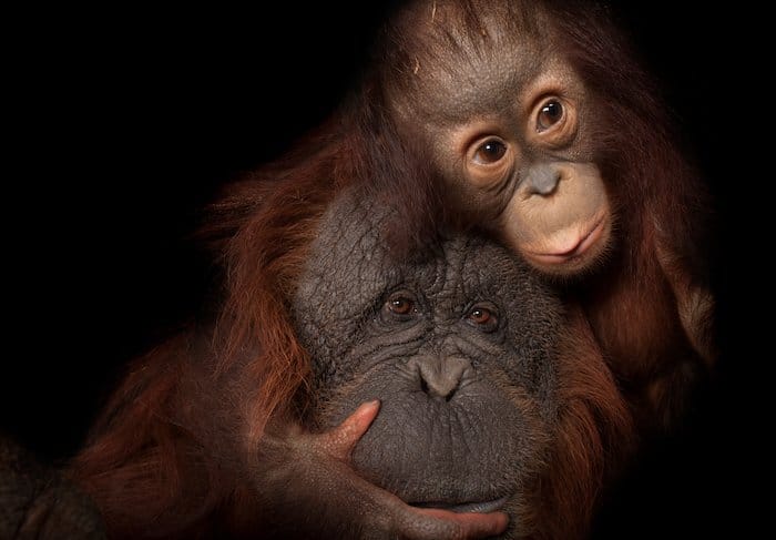 Madre y bebé orangutanes