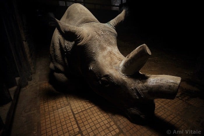 Un rinoceronte con cuernos cortados