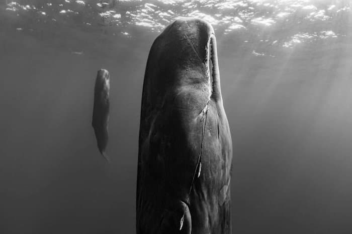 Retrato submarino en blanco y negro de ballenas