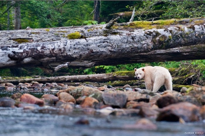 Un oso caminando junto a un río por el fotógrafo de vida silvestre Florian Schultz