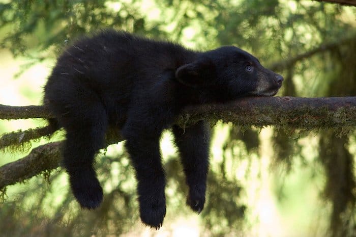 Un oso bebé acostado en la rama de un árbol por la fotógrafa de vida silvestre Amy Gulick