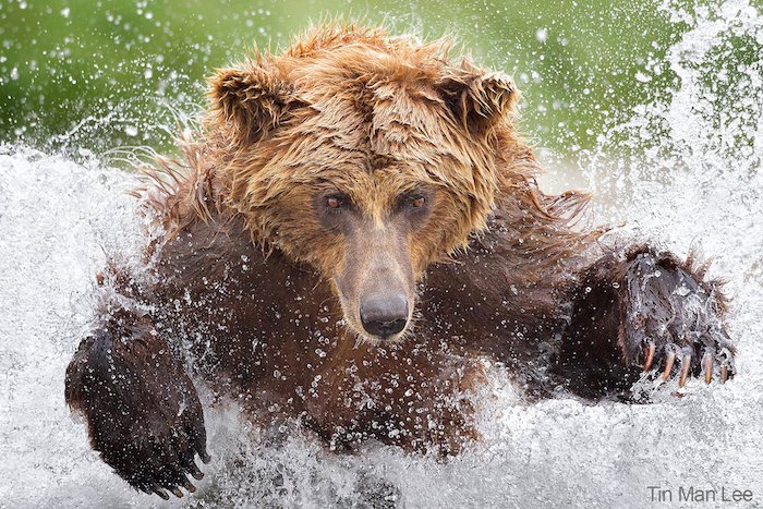 Un oso chapoteando en el agua por el fotógrafo de vida salvaje Tin Man Lee