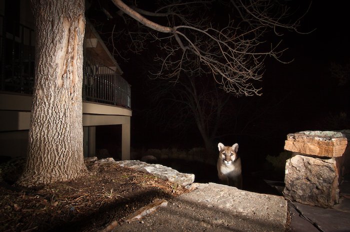 Un lince en un entorno urbano por el fotógrafo de vida salvaje Morgan Heim